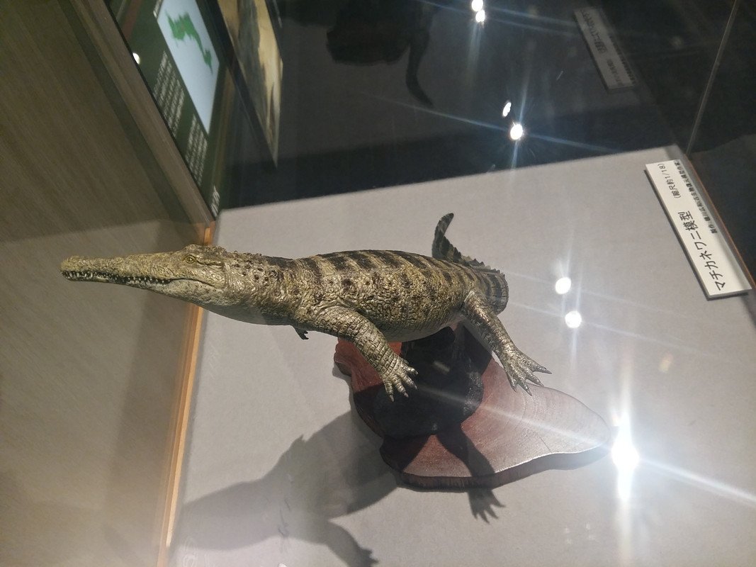 🏛️ 오사카대학 종합학술박물관(오사카다이가쿠소고가쿠주쓰하쿠부쓰칸) 이미지 10